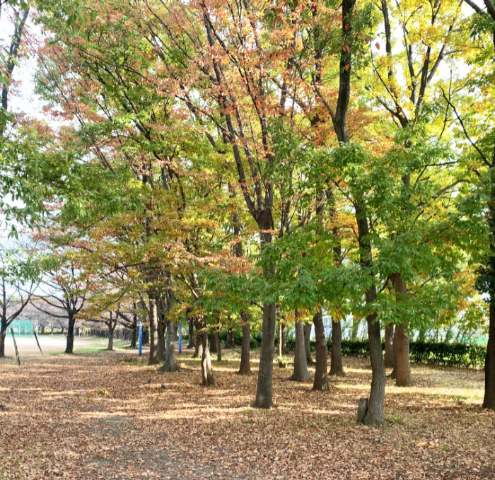 出羽公園の紅葉の様子の写真